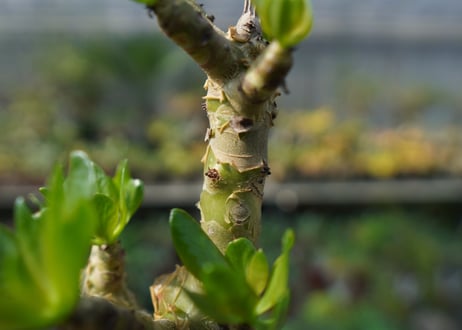 チレコドン　パニキュラータス　Tylecodon paniculatus