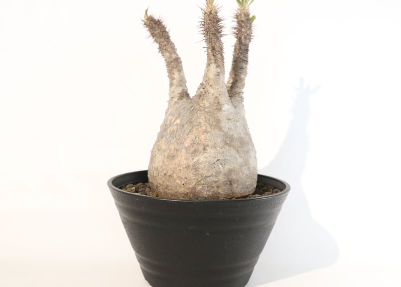 パキポディウム グラキリス | mana 