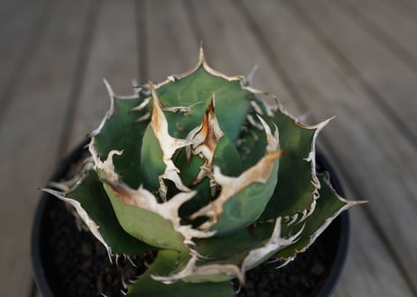 アガベ　チタノタ　FO-76　Agave titanota ”FO-76"　No.1