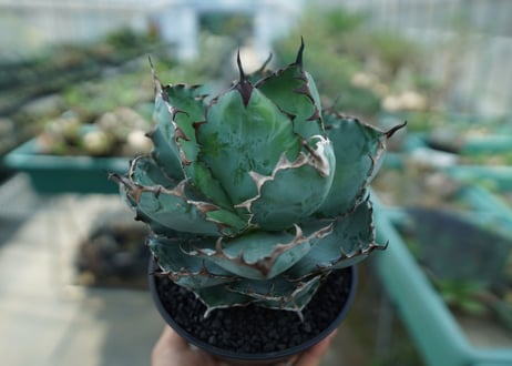 アガベ　チタノタ　 ブラックアンドブルー 　Agave titanota black and blue　No.10