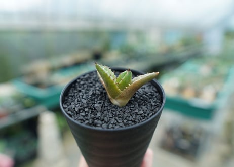 アガベ　チタノタ 　子株 　Agave titanota