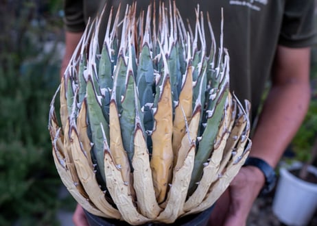 Agave uthaensis  NO.18
