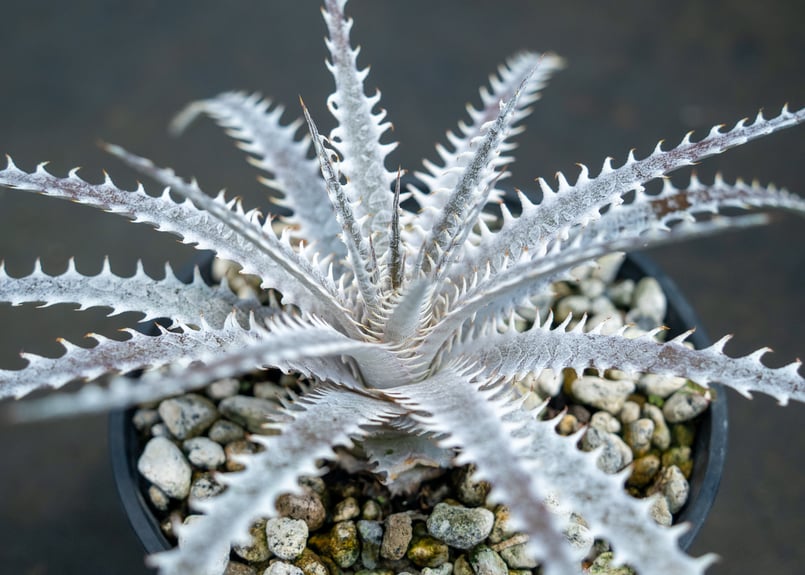 モト アガベ ディッキアセット ディッキア | mana's farm:塊根植物