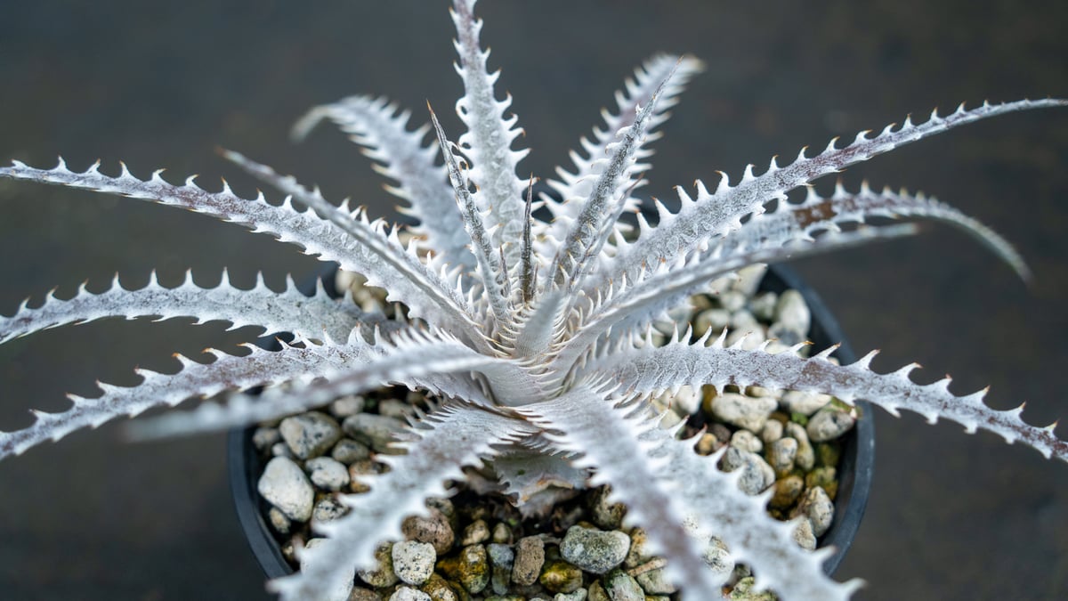 モト　アガベ　ディッキアなど モト アガベ ディッキアなど その他ハイブリッド | レアプランツ通販