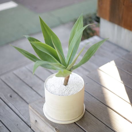 アガベ・アテナータ 種子20粒 アガベ アテナータ・デンタータ(Agave attenuata subsp
