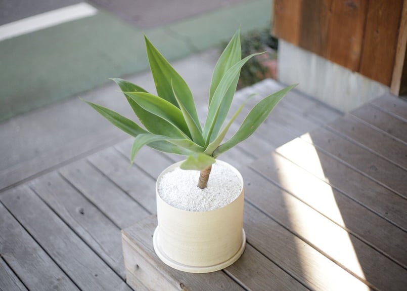 アガベ・アテナータ アガベ アテナータ Agave attenuata | mana's farm:塊根植物