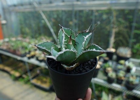 アガベ　チタノタ　白鯨　Agave titanota White whale