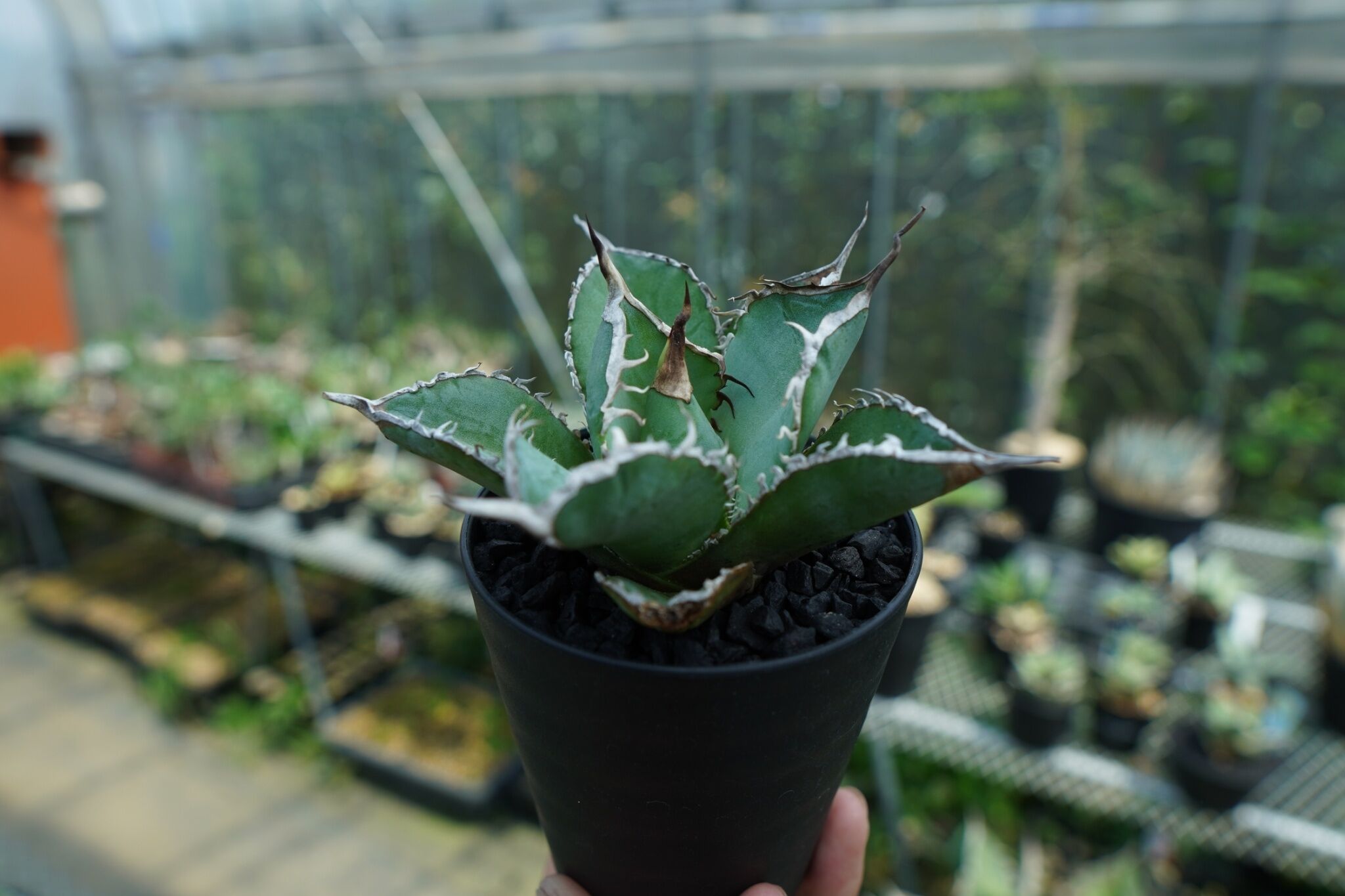 アガベ チタノタ 白鯨 Agave titanota White whale | mana's