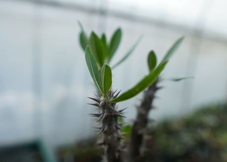 パキポディウム　デンシフローラム　Pachypodium densiflorum　No.6
