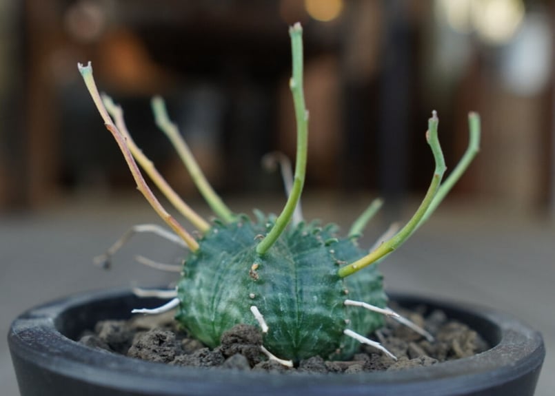 ユーフォルビアバリダ　確認用 楽天市場】多肉植物：ユーフォルビア バリダ＆子吹きシンメトリカ