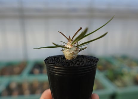パキポディウム　グラキリス　 Pachypodium Gracilius  No.3