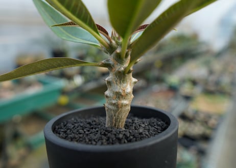 パキポディウム　バロニー　Pachypodium baronii  No.1