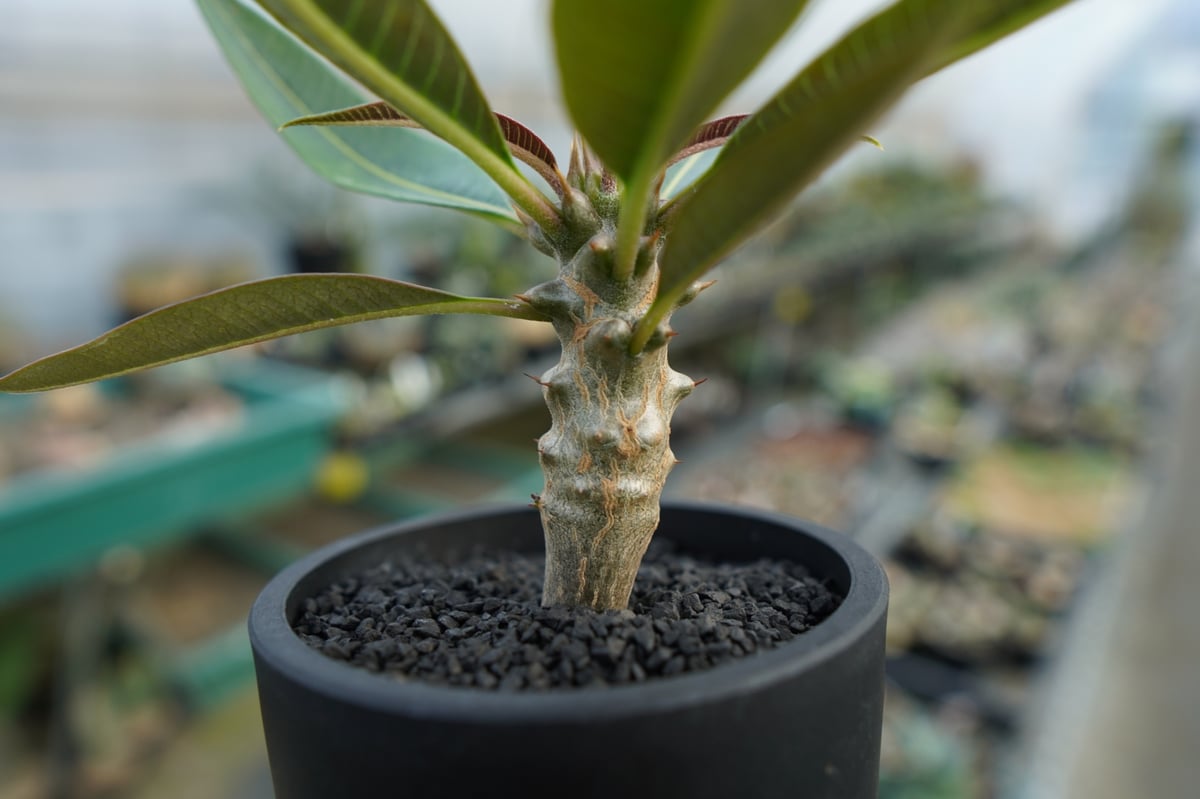 パキポディウム バロニー Pachypodium baronii パキポディウム バロニー Pachypodium baronii No.1 | mana's