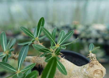 パキポディウム　デンシフローラム Pachypodium densiflorum  No.1