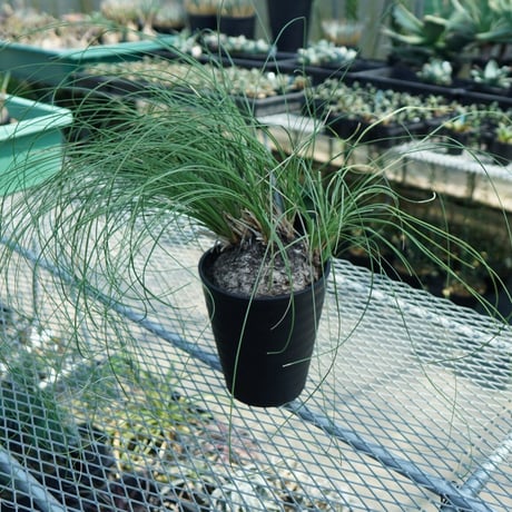 希少 ユッカ カリバナス フーケリー カリバナス フーケリー | mana's farm:塊根植物・アガベ・ドライ