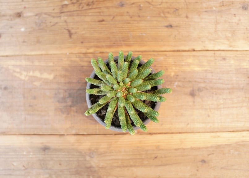 九頭竜 Euphorbia inermis | mana's farm:塊根植物・アガベ・ド