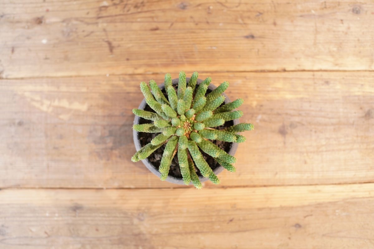 九頭竜 Euphorbia inermis | mana's farm:塊根植物・アガベ・ド