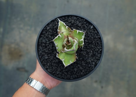 アガベ チタノタ シーザー agave titanota caesar　No.1