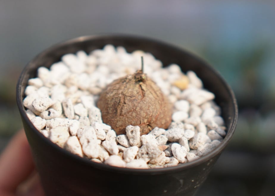 61e7baf3e859262918454873