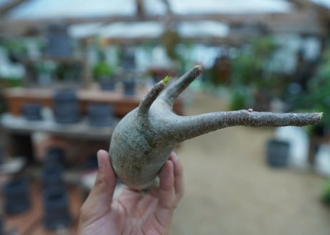 【抜き苗】パキポディウム　グラキリス　 Pachypodium Gracilius  No.10