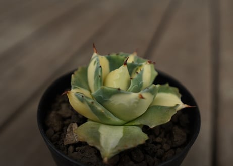 アガベ　王妃雷神錦　黄中斑　Agave　“Ohi Raijin Nishiki Kinakahu”