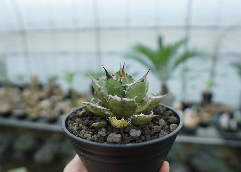 アガベ チタノタ FO-76 agave titanota FO-76 No.8 | man