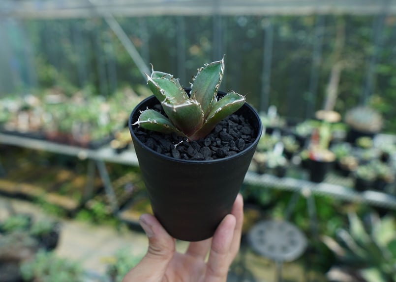 アガベ チタノタ 鬼爪雪峰 Agave titanota “Onitsume Yukimin
