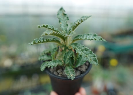 ドルステニア ラブラニー Dorstenia lavrani