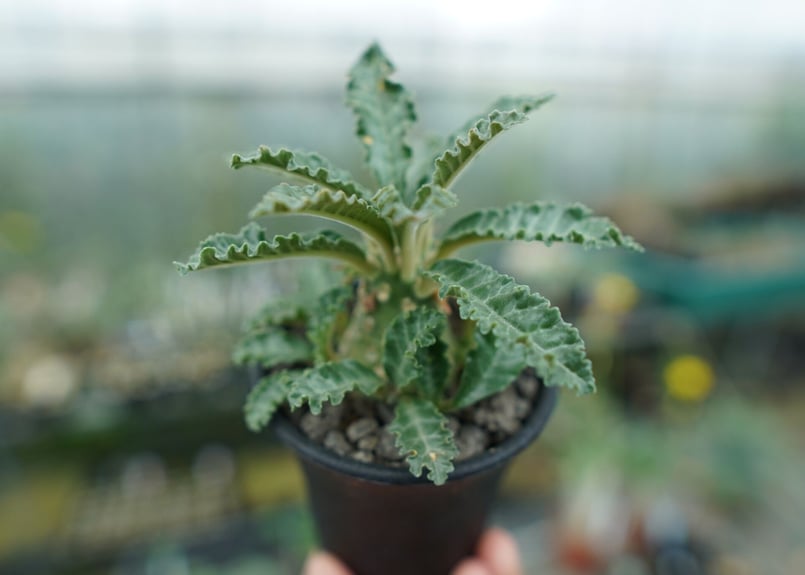 ドルステニア ラブラニー Dorstenia lavrani | mana's farm:塊根