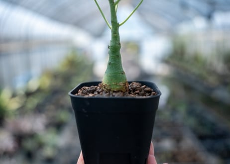 アデニア グラウカ  Adenia glauca　NO.1