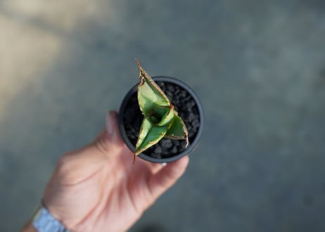 【抜き苗】アガベ　チタノタ　白鯨厳竜　Agave titanota White whale
