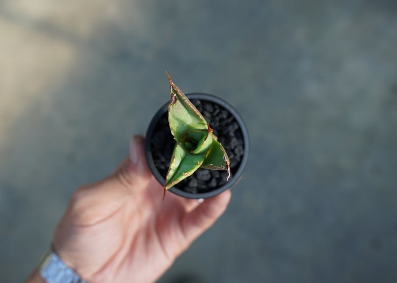 抜き苗】アガベ チタノタ 白鯨厳竜 Agave titanota White whale |