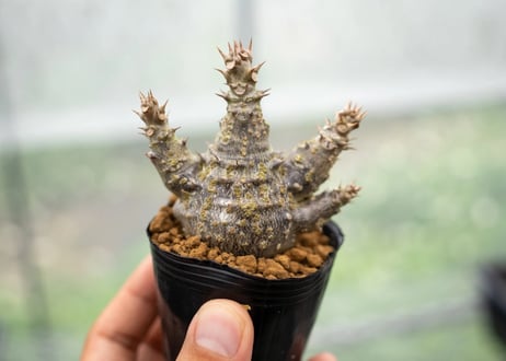 パキポディウム　ウィンゾリー　沖縄実生