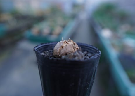 亀甲竜　Dioscorea elephantipes　No.3