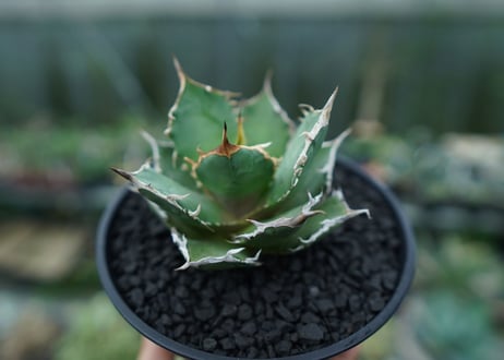 アガベ　チタノタ　FO-76　agave titanota  FO-76　No.4