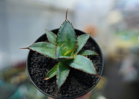 アガベ　チタノタ　 ブラックアンドブルー 　Agave titanota black and blue　No.2