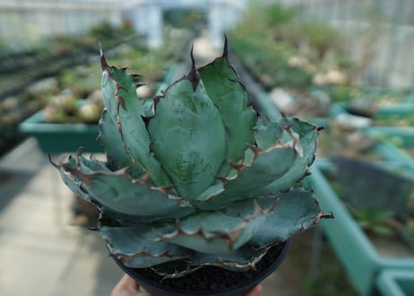 アガベ　チタノタ　 ブラックアンドブルー 　Agave titanota black and blue　No.9