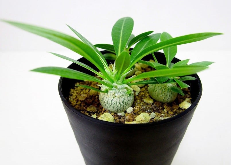 Pachypodium eburneum パキポディウム エブレネウム 実生苗3株セット