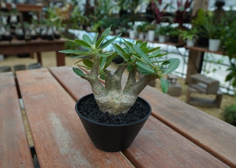 パキポディウム マカイエンセ　Pachypodium makayense　No.10