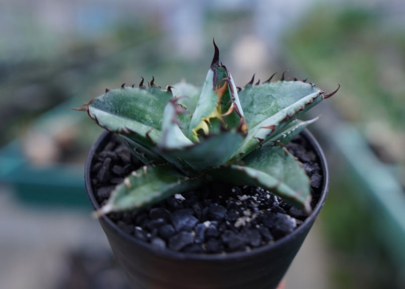 アガベ チタノタ ブラックアンドブルー Agave titanota black