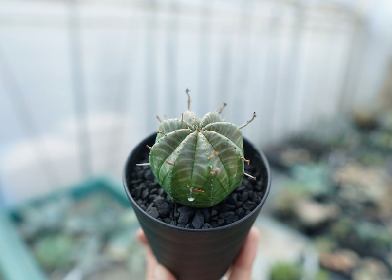 ユーフォルビア スーパーバリダ Euphorbia super valida | mana's