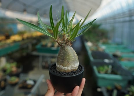 パキポディウム　グラキリス　 Pachypodium Gracilius  No.8