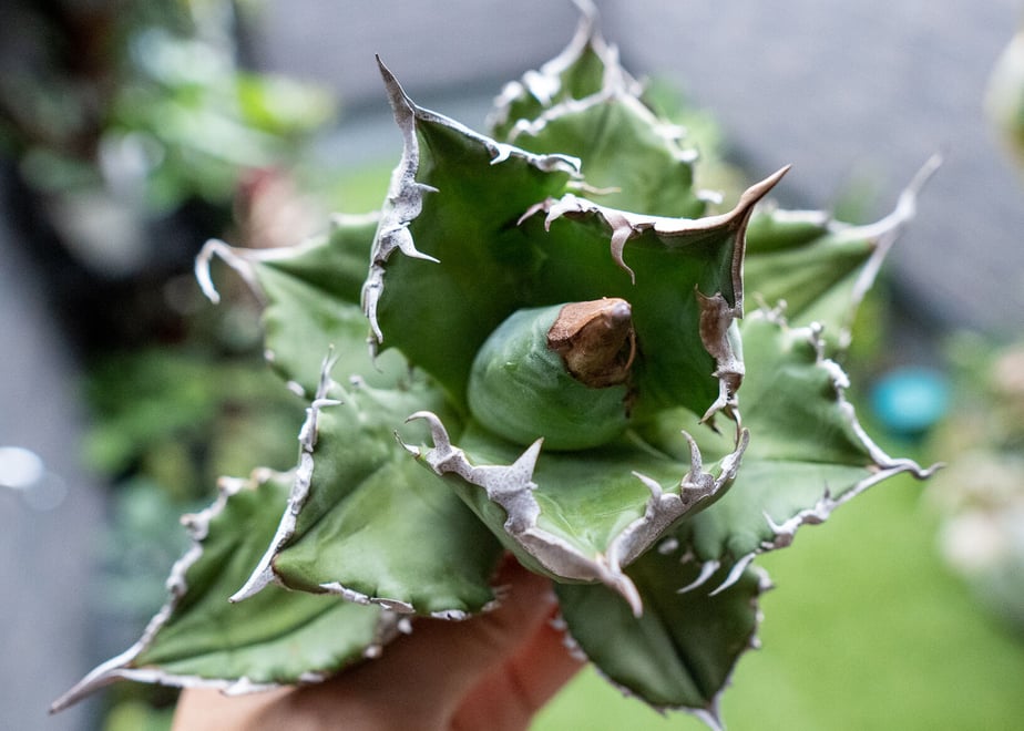 6140515d47a53459e6d1c623