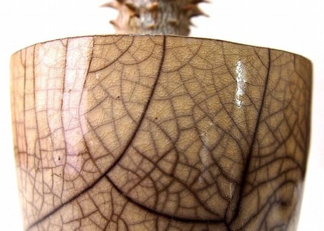 パキポディウム デンシフローラム  シバ女王の玉櫛 Pachypodium  densiflorum  france pot