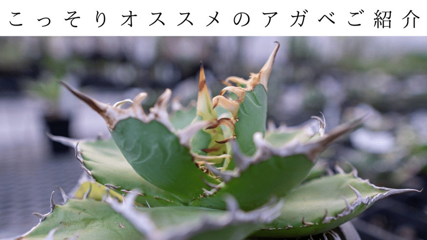 どんなアガベを選べばいいかわからない！こっそり教えます | mana's