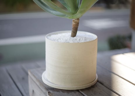 アガベ アテナータ　Agave attenuata