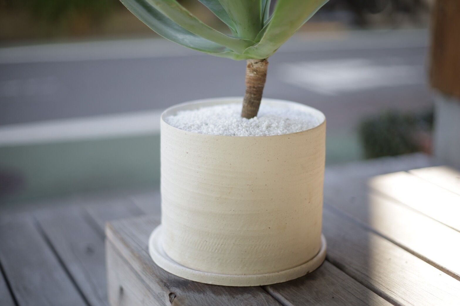 アガベ アテナータ Agave attenuata | mana's farm:塊根植物・アガ