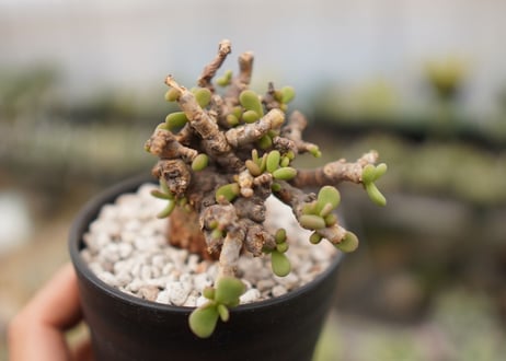 Ceraria pygmaea ケラリア ピグマエア　B NO.10