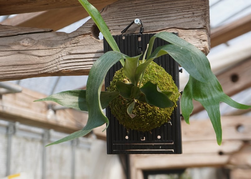 ビカクシダ P. hilli dwarf (spore) | mana's farm:塊根植