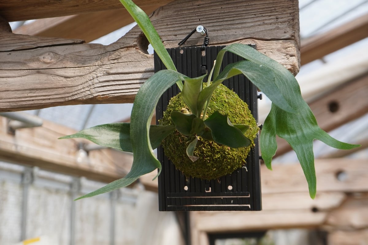 dwarf 15種　ビカクシダ　1月3日でけします。 ビカクシダ P. hilli dwarf (spore) | mana's farm:塊根植